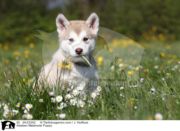 Alaskan Malamute Puppy / JH-23342