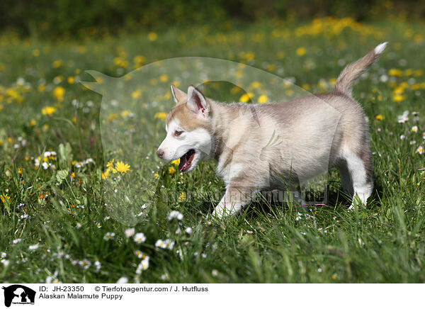 Alaskan Malamute Puppy / JH-23350