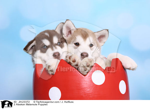 2 Alaskan Malamute Puppies / JH-23372