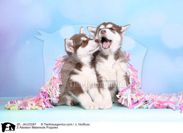 2 Alaskan Malamute Puppies / JH-23397