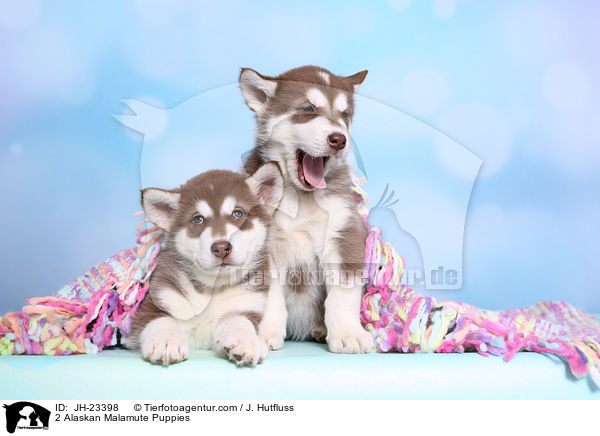2 Alaskan Malamute Puppies / JH-23398
