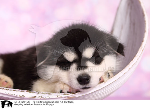 sleeping Alaskan Malamute Puppy / JH-25426