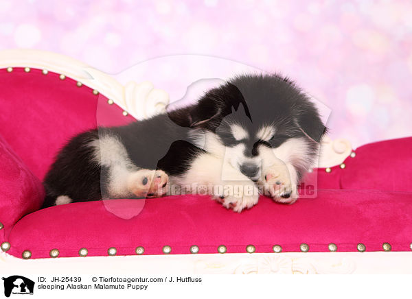 sleeping Alaskan Malamute Puppy / JH-25439