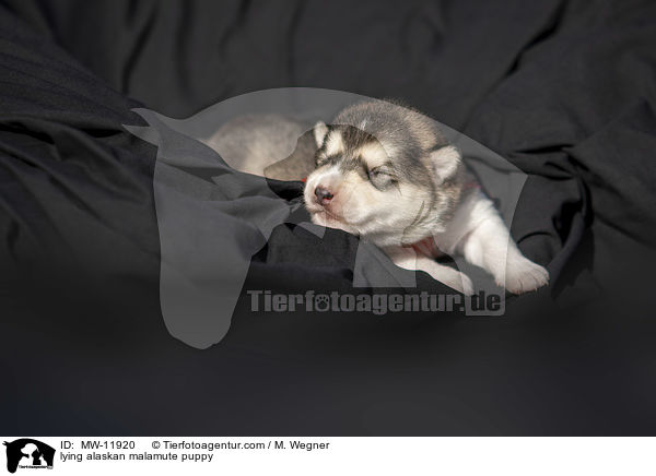 lying alaskan malamute puppy / MW-11920