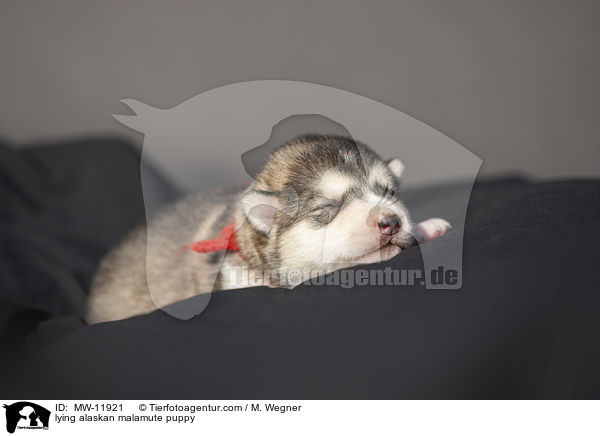 lying alaskan malamute puppy / MW-11921