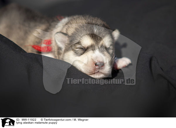 lying alaskan malamute puppy / MW-11922