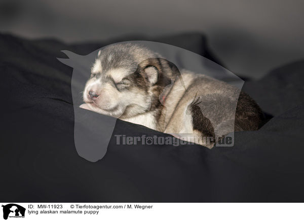 lying alaskan malamute puppy / MW-11923