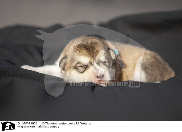 lying alaskan malamute puppy / MW-11926