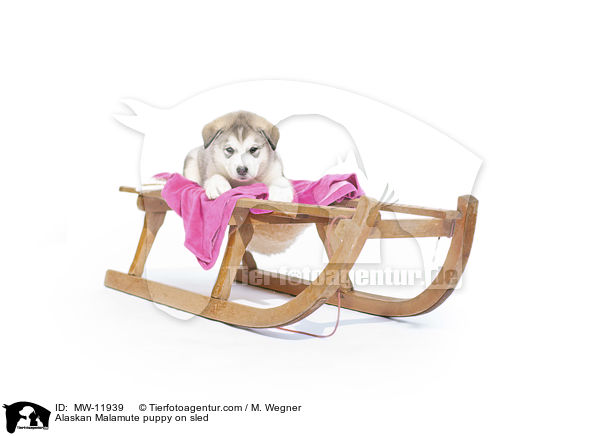 Alaskan Malamute puppy on sled / MW-11939