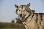 Alaskan Malamute Portrait