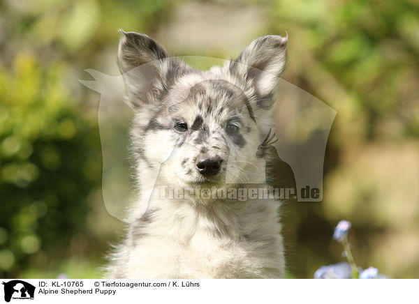 Alpine Shepherd Puppy / KL-10765