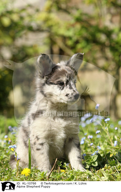 Alpine Shepherd Puppy / KL-10766