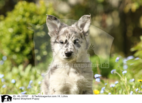 Alpine Shepherd Puppy / KL-10767