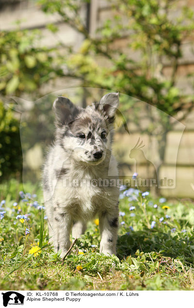 Alpine Shepherd Puppy / KL-10768