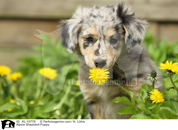 Alpine Shepherd Puppy / KL-10778