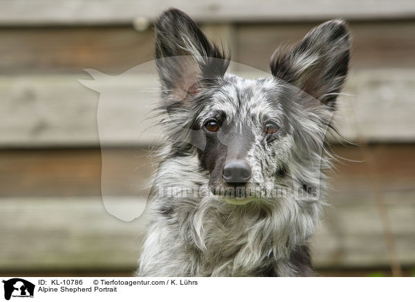 Alpine Shepherd Portrait / KL-10786