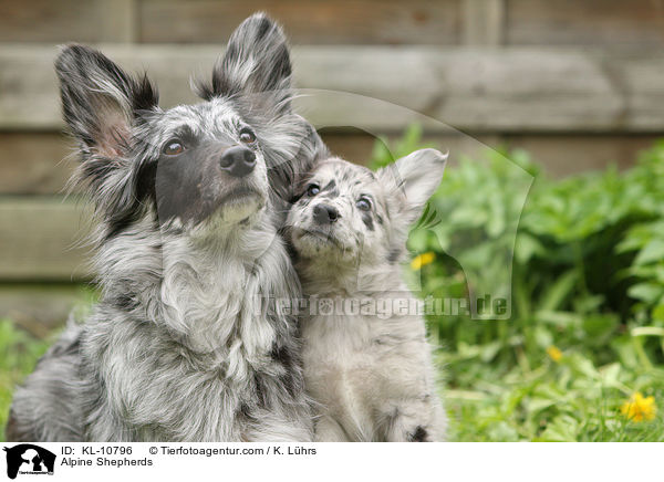 Alpenhtehunde / Alpine Shepherds / KL-10796