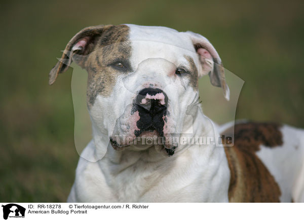 American Bulldog Portrait / RR-18278