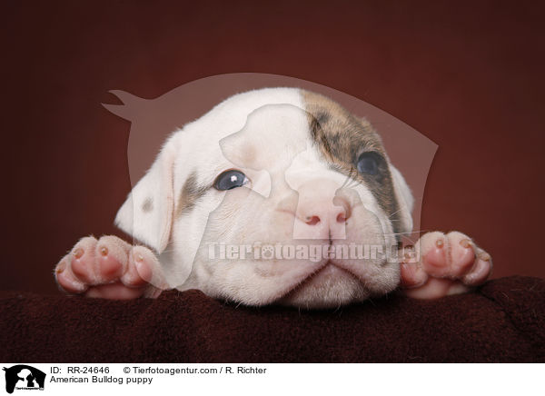 American Bulldog Welpe / American Bulldog puppy / RR-24646