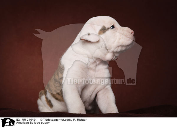 American Bulldog Welpe / American Bulldog puppy / RR-24649