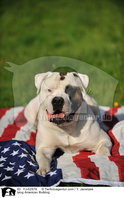 liegender American Bulldog / lying American Bulldog / YJ-02979