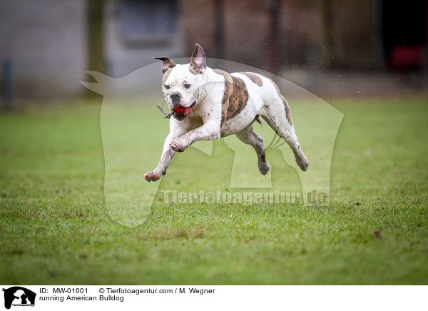 rennende Amerikanische Bulldogge / running American Bulldog / MW-01001