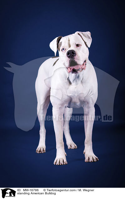 stehende Amerikanische Bulldogge / standing American Bulldog / MW-16786