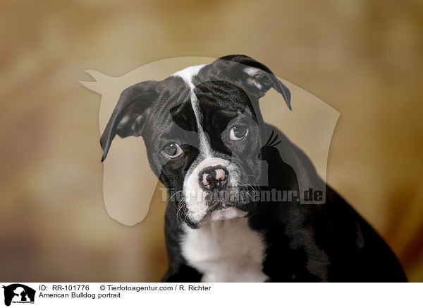 American Bulldog portrait / RR-101776