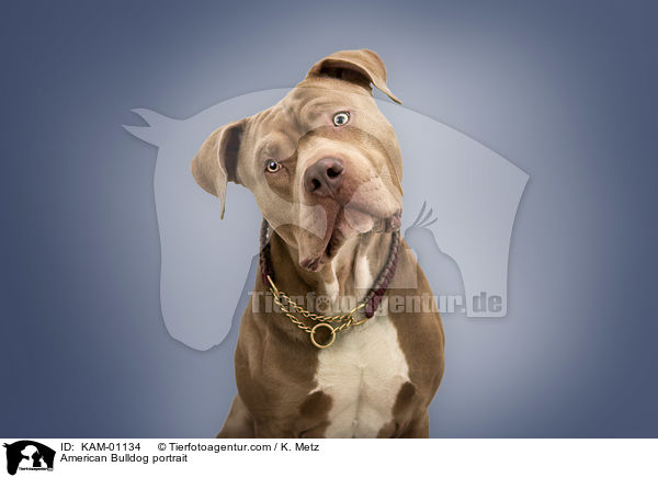 American Bulldog portrait / KAM-01134
