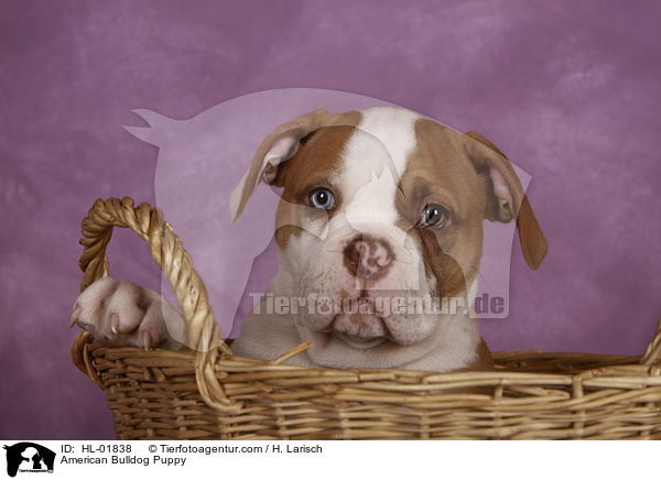 American Bulldog Puppy / HL-01838