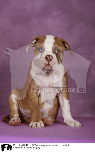 American Bulldog Puppy / HL-01840