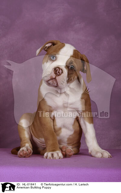 American Bulldog Puppy / HL-01841