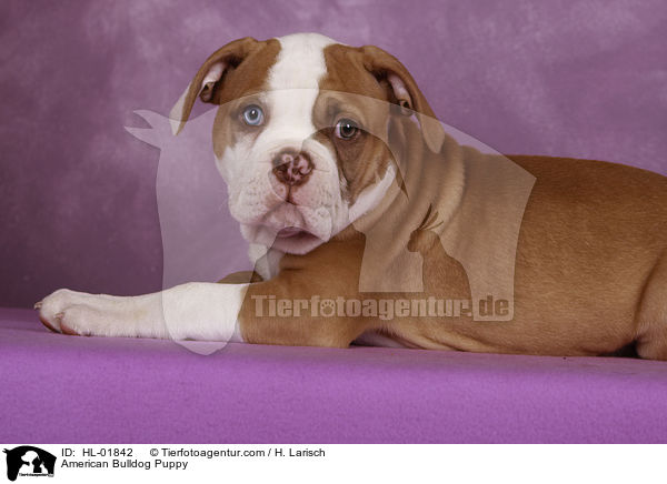 American Bulldog Puppy / HL-01842