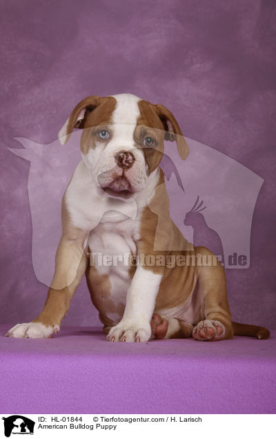 American Bulldog Puppy / HL-01844