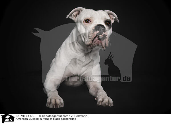 American Bulldog in front of black background / VH-01478