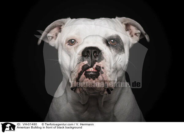 American Bulldog in front of black background / VH-01480