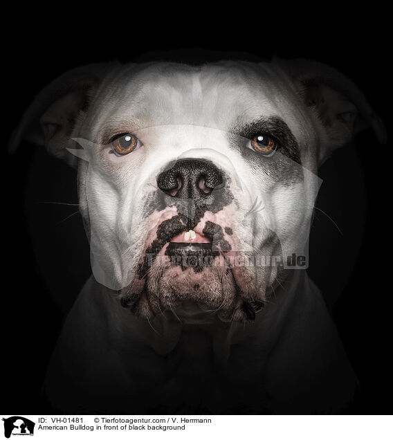 American Bulldog in front of black background / VH-01481