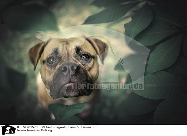 brown American Bulldog / VH-01573