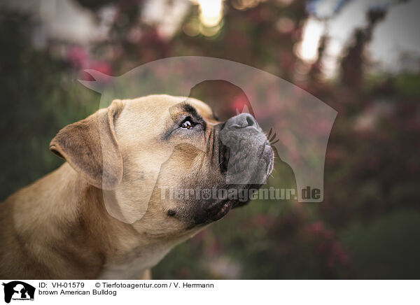 braune Amerikanische Bulldogge / brown American Bulldog / VH-01579