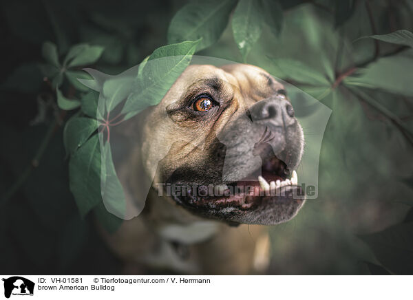 brown American Bulldog / VH-01581
