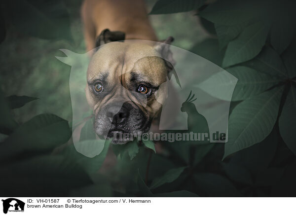 braune Amerikanische Bulldogge / brown American Bulldog / VH-01587