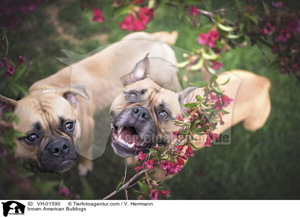 braune Amerikanische Bulldoggen / brown American Bulldogs / VH-01590