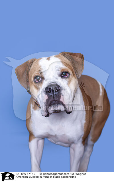 American Bulldog in front of black background / MW-17112