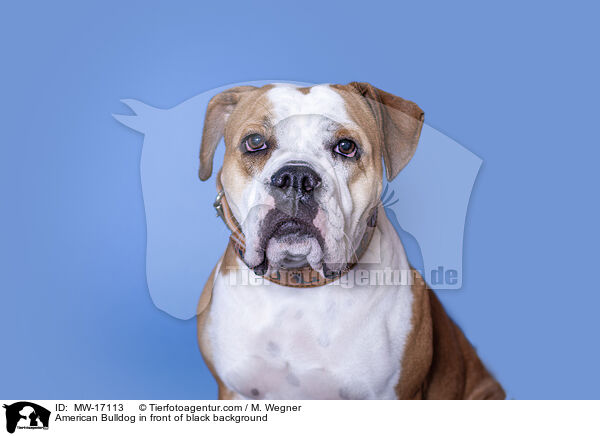 American Bulldog in front of black background / MW-17113