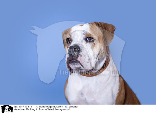 American Bulldog in front of black background / MW-17114