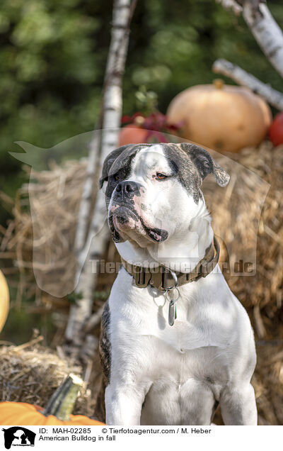 American Bulldog in fall / MAH-02285