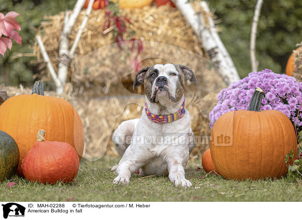 American Bulldog in fall / MAH-02288