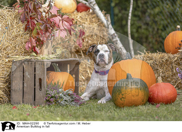American Bulldog in fall / MAH-02290