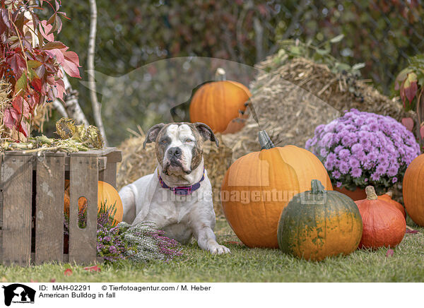 American Bulldog in fall / MAH-02291