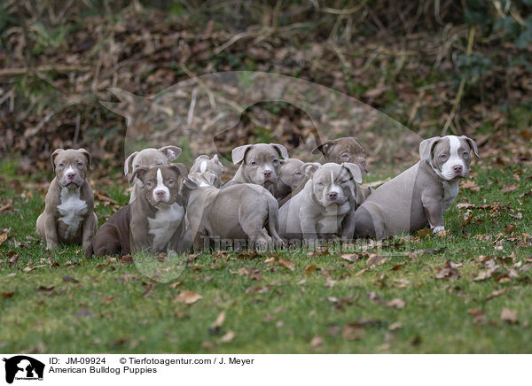 American Bulldog Puppies / JM-09924